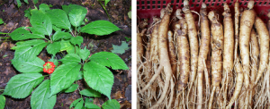 American Ginseng plant and root
